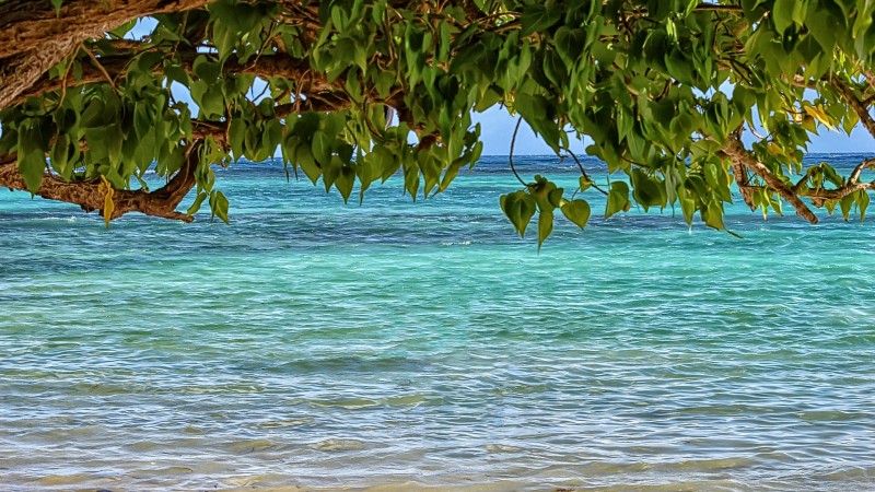 Foto de uma praia. Sobre a água, folhas de uma árvore ocupando toda a margem superior da imagem.