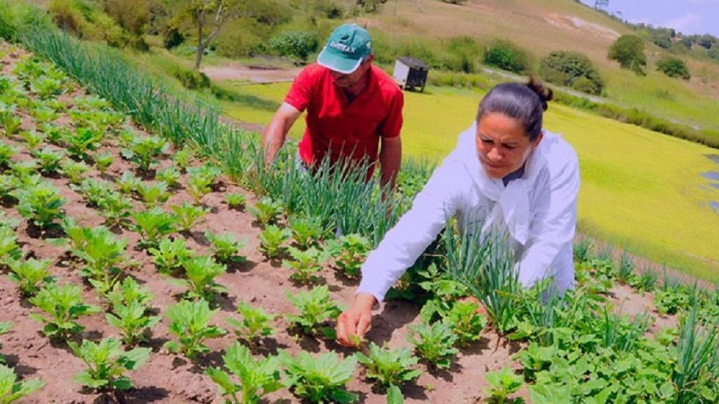agricultura familiar