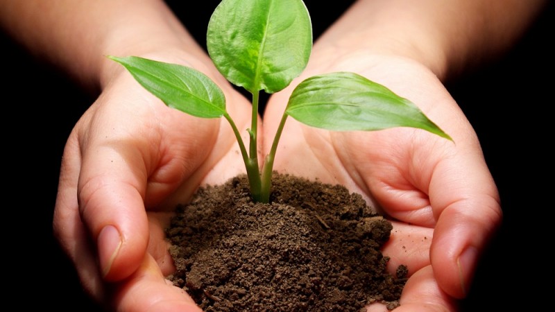 fertilizacao solo