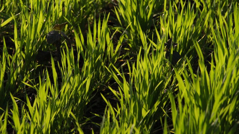Uergs oferece o curso de Gestão Ambiental em sete unidades