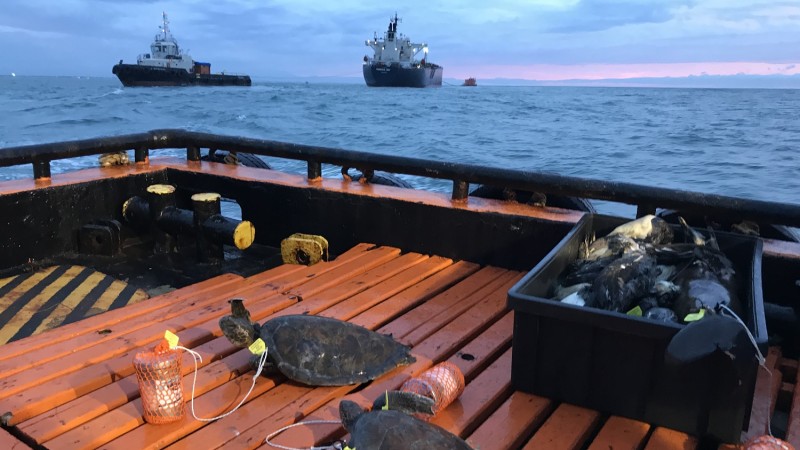 Pesquisadores lançam ao mar carcaças de animais marinhos que foram encontrados mortos nas praias gaúchas.