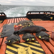 Carcaças de animais marinhos utilizados no experimento.