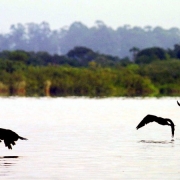 Unidade de Conservação Parque Estadual Delta do Jacuí.