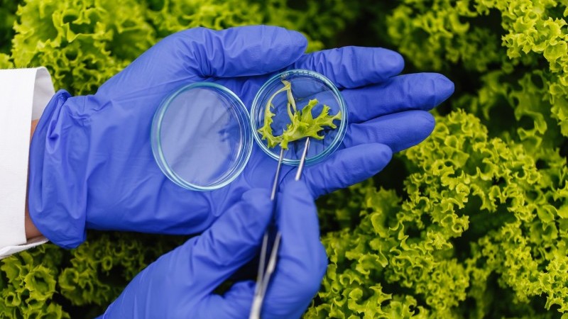 Fotografia colorida em modo close up. Sobre alfaces, mãos com luvas azuis manipulam uma folha da verdura numa placa de Petri com uma pinça.