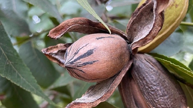 Nogueira-pecã.