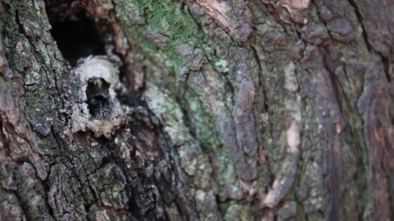 Foto em close up de um tronco de árvore com um buraco onde há uma colmeia de abelhas.