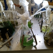 Produção de Microalgas para produção de biocombustíveis1