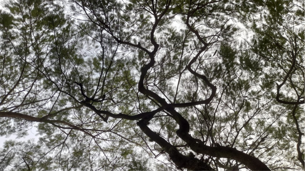 Imagem de galhos de árvore vistos de baixo para cima, com o céu encoberto ao fundo. A copa é composta por folhas finas e leves, lembrando delicadas penas verdes que filtram a luz. A silhueta escura dos galhos contrasta com a claridade difusa do céu.